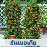 เมล็ดดอกไม้ ธันเบอเกีย (Thunbergia) คละสี - 35 เมล็ด