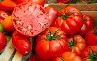 เมล็ดพันธุ์มะเขือเทศเนื้อ บีฟ มาสเตอร์ (Beefmaster Tomato.Seed) บรรจุ 15 เมล็ด ของแท้ คุณภาพดี ราคาถูก นำเข้าจากต่างประเทศ