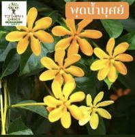 พุดน้ำบุศย์ ( Golden Gardenia )ดอกไม้ไทย รูปก็งามนามก็เพราะ ดอกสีเหลือง เปลี่ยนได้ 3 สี จากสีขาวเป็นสีเหลืองแก่ ดอกหอมมากตลอดทั้งวัน ถุง 6 นิ้ว