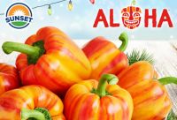 เมล็ดพันธุ์พริกหวานสายรุ้ง อะโลฮ่า สวีท เบล เปปเปอร์ Aloha Sweet Bell Pepper Seed บรรจุ 20 เมล็ด ของแท้ คุณภาพดี ราคาถูก นำเข้าจากต่างประเทศ