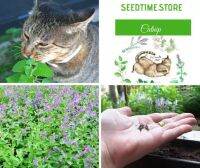 CATNIP SEED ORGANIC เมล็ดต้นกัญชาแมว