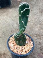 โอพันเทีย งูเหลือม Opuntia Reticulata Cobra กระถาง 2 นื้ว❌สั่งขั้นต่ำ50฿ขึ้นไปคละสายพันธุ์ได้❌