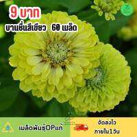 9 บาท เมล็ดพันธุ์ดอกบานชื่นกลีบซ้อนสีเขียว