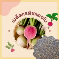 แรดิชแตงโม - Watermelon Radish 75 เมล็ด สายพันธุ์แท้ เมล็ดนำเข้าจากต่างประเทศ