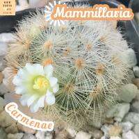 [คาร์มิเน่ ขาว] Mammillaria Carmenae ส่งพร้อมกระถาง แคคตัส Cactus Succulent Haworthia Euphorbia ไม้หายาก พืชอวบน้ำ ไม้หนาม ไม้ทะเลทราย กระบองเพชร