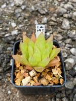 Haworthia Hybird Thailand กระถาง 2 นิ้ว (ส่งทั้งกระถาง) รหัสLa191-200