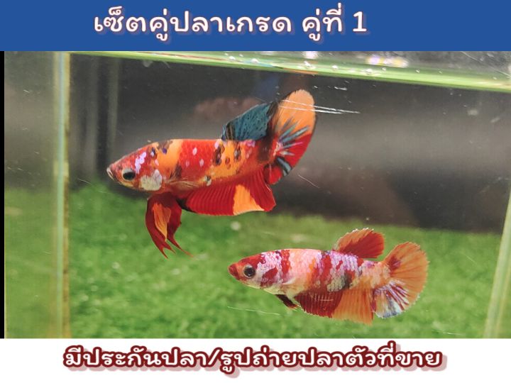 ปลากัดเซ็ตคู่เกรด-a-พ่อพันธ์แม่พันธ์ตัวโต-แข็งแรง-พร้อมรัด-ขนาด1-5-นิ้ว-ถ่ายจากปลาที่ขายดูปลาชัดๆในคลิป-เลือกคู่ปลาในรายการสินค้า