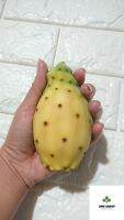 กระบองเพชร ทานผล ทานใบ โอพันเทีย ฟิคัส อินดิกา Opuntia ficus-indica นำเข้าจากอิสราเอล (ผลสีเหลือง) แพดสมบูรณ์ พร้อมปลูก