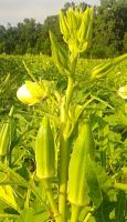 ✅✅เมล็ดพันธุ์ กระเจี๊ยบเขียว เฮฟวัฮิตเตอร์ (Heavy hitter okra seeds) 30 เมล็ด