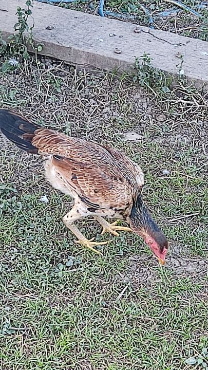 ไข่เชื้อไก่ชน-สายนินจาไฟ-พม่าม้าหล่อ-หูตาอาชีพ-ฟรีค่าส่ง-มีคริปตอนชนในแชท