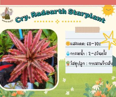 สับปะรดสี cry Rad Earth Star Plant (หน่อ)