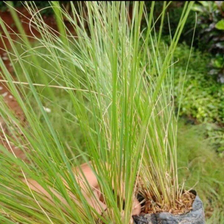 Tanaman Hias Alang Alang Ekor Kuda Lope Grass Lazada Indonesia