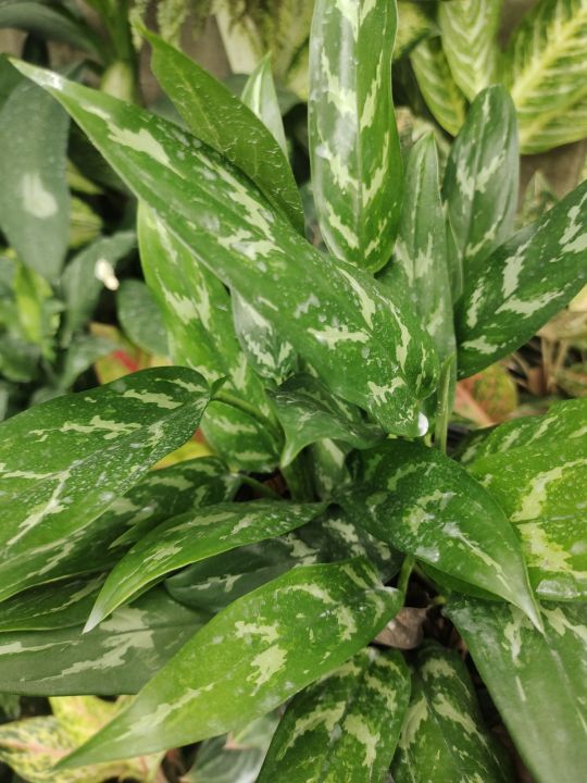 ต้นเขียวหมื่นปี-chinese-evergreen-ยังคงเป็นต้นไม้ยอดนิยมของคนในยุคนี้-เพราะด้วยลวดลายที่สวยสดงดงาม-ส่งพร้อมกระถาง