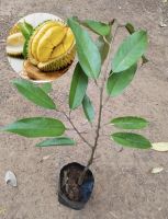 ต้นทุเรียนหมอนทอง เสียบยอด(ขนาด60-70ซม.) ต้นเตี้ยติดผล รสหวานเนื้อหนาอร่อย