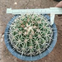 Melocactus เมโล แคคตัส แม่พันธุ์ ต้นใหญ่มากกกๆๆๆๆๆ 9 ซ.ม. ขึ้นไป