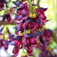 เมล็ดพันธุ์ พวงโกเมน สีม่วง (Evergreen Mucuna Stem)บรรจุ 4 เมล็ด พันธุ์แท้100%