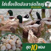 ไข่เชื้อเป็ดมัลลาล์ด 10 ฟอง สำหรับฟัก