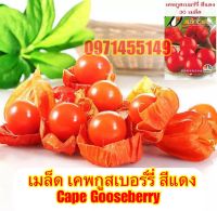 เมล็ด เคพกูสเบอร์รี่ 30เมล็ด/แดง Cape Gooseberry เมล็ดโทงเทงฝรั่ง เมล็ดระฆังทอง