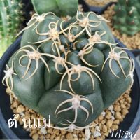 Gymnocalycium​ไคโอมารุ