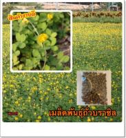 เมล็ดพันธุ์ถั่วบราซิล(200แถมฟรี 5เมล็ด)