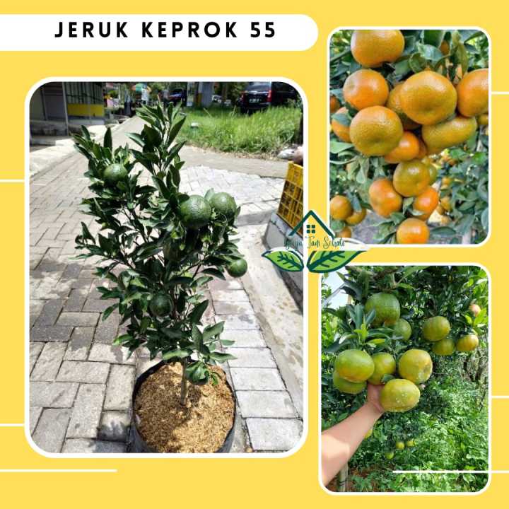 Cod Bibit Tanaman Buah Jeruk Keprok 55 Malang Jeruk Buah Okulasi Cepat