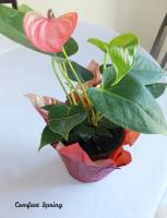 ต้นดอกหน้าวัว ชมพู? Pink Anthurium กระถาง5นิ้ว (คัดติดดอก2-4ดอกขึ้นไป) ?ค่าส่งถูก