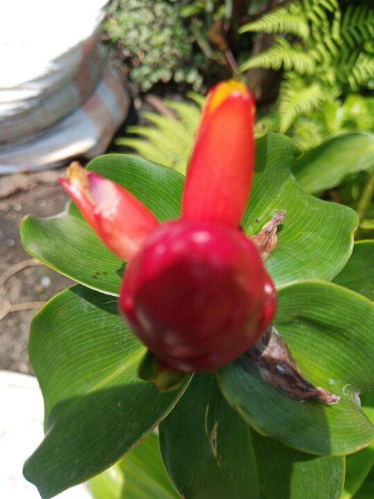 INSULIN PLANT GOOD TO US Lazada PH