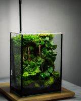 Terrarium​ ระบบปิดจำลองระบบนิเวศ​ป่าดิบชื้น