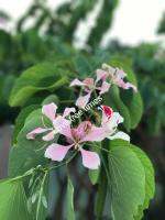 ชงโคสีชมพู ชงโคกล้วยไม้( orchid tree ) bauhinia purpurea ปลูกแบบอินทรีย์ 15 -20 cm