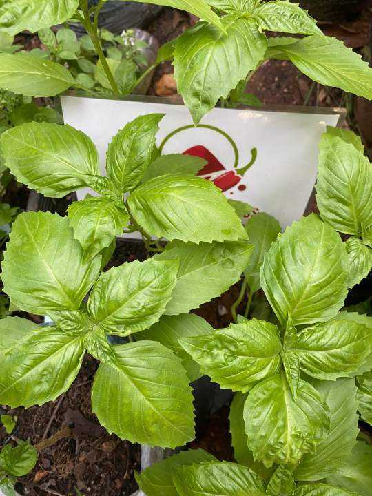 เมล็ดพันธุ์โหระพาอิตาเลี่ยน-italian-basil