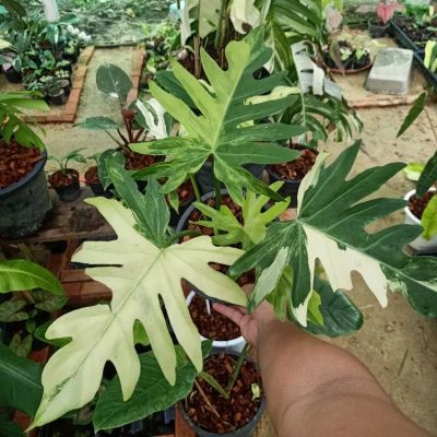 ❤️ (5/9/66) Philodendron Radiatum Variegated 🌱 ฟิโลเดนดรอนมะละกอเลื้อยด่าง ด่างสวย 🌱 ไม้ด่าง ไม้ฟอกอากาศ 🌱 [PRT]