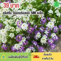 เมล็ดพันธุ์ ดอก อลิสซั่มวันเดอร์แลนด์ คละสี