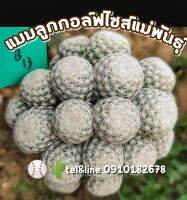 [ถูกที่สุด]แมมลูกกอล์ฟกราฟ Mammillaria Humboldtii แคคตัส กระบองเพชร cactus&amp;succulent