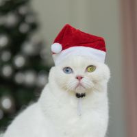 Christmas Hat (สำหรับน้องหมาน้องเเมว)