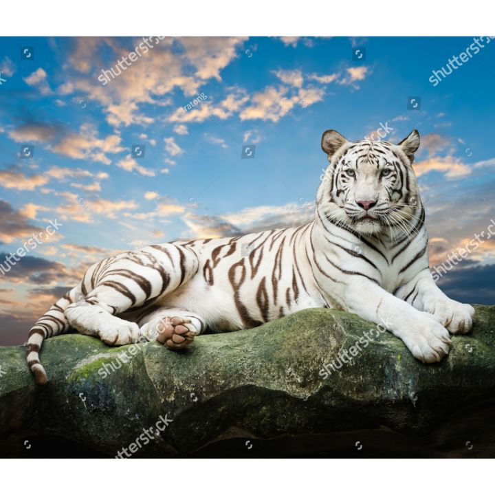 1.000+ Foto Harimau Terbaik · Unduh Gratis 100% · Foto Stok Pexels