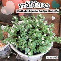 ?? ดอกมะลิ มินิมอล ? ดอกสีขาวเล็กๆน่ารักมาก ❗️ (ไม้อวบน้ำที่ทนแดด ทนฝน100%) Crassula expansa subsp. Fragilis ??