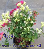 เฟื่องฟ้า Bougainvillea ดอกกระดาษ Paper flower ต้นเฟื่องฟ้า ต้นใหญ่กระถาง11นิ้ว สวนลุงแท็ค