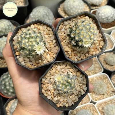 [ MAMM5 ]แมมขนเปียก (Mammillaria Schiedeana v Plumosa) ไม้เพาะเมล็ด แมมมิลลาเรีย แคคตัส กระบองเพชร