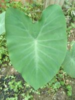 Colocasia บอนดำ ใบกำมะหยี