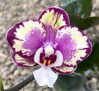 ฟาแลนนอป(Phalaenopsis Orchid) ??ยอดนิยม??จัดส่งทั้งกระถางสีดอกตามภาพ