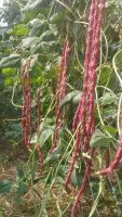 เมล็ดถั่วฝักยาวสีแดง(red long bean seeds) ฝักยาว นิยมนำมากินสด ผัด ลวกจิ้ม (พันธุ์แท้สามารถเก็บเมล็ดทำพันธุ์ต่อได้)