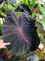 ไวโอเล็ตแฟนตาซี Colocasia VIOLET FANTASY ไม้ไฮบริดตัวใหม่สวยมาก NEW HYBRID