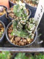 Gymnocalycium monstrose "Transformer" in 3" pots.