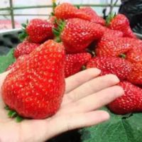 เมล็ดพันธุ์ สตอเบอรี่ ยักษ์ ( Giant Strawberry Seed ) บรรจุ 30 เมล็ด