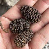 Alder cones ขนาด 3 ซม จากออสเตรเลีย ปลอดภัยจากสารเคมี 100% 1 เซ็ท มี 3 เม็ด