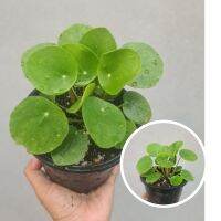 Pilea peperomioides/ ต้นแพนเค้ก /ต้นเหรียญเงิน