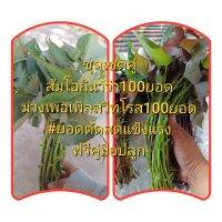 ส้มโอกินาว่า ม่วงเพอเพิ้ลสวีทโรส 100ยอด