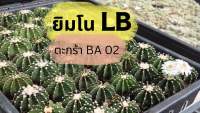 ยิมโน LB 2178 แคคตัส กระบองเพช (BA02)