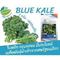 เมล็ด เคล Blue Kale เคลใบหยิก 400 เมล็ด (1 กรัม) ใบหยิก กรุบกรอบ นำเข้าจากสหรัฐอเมริกา