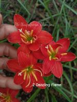 บัวดินZ.Dazzling Flame (DF)ดอกสีแดงสด  หัวละ15บาท